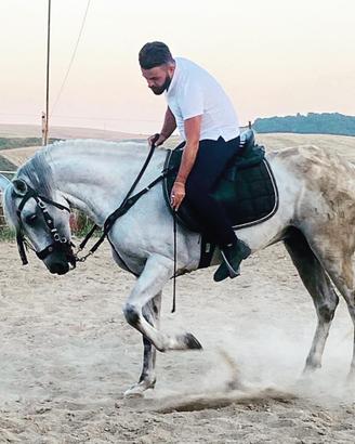 Cavallo spagnolo