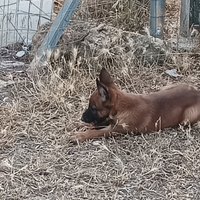 Malinois