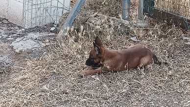 Malinois