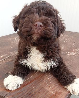 Cucciolo di Lagotto Romagnolo