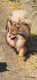 Cucciola Pomerania