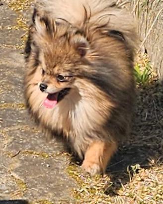 Cucciola Pomerania