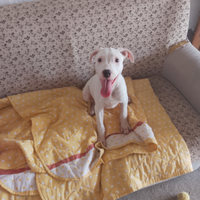 Cucciolo Amstaff maschio