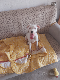 Cucciolo Amstaff maschio