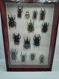 4 teche Quadro insetti Coleotteri da Collezione 