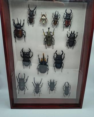 4 teche Quadro insetti Coleotteri da Collezione 