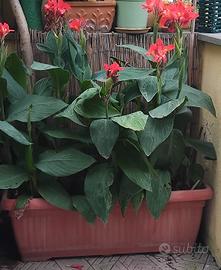 pianta canna indaca 
