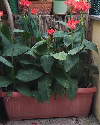 pianta canna indaca 