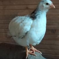 Pulcini di gallina Sussex Columbia