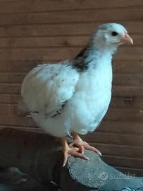 Pulcini di gallina Sussex Columbia