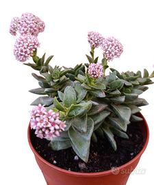 Crassula springtime pianta grassa - vaso 10 cm