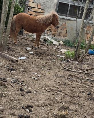 Pony