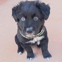 Splendido cucciolo 2 mesi taglia medio grande