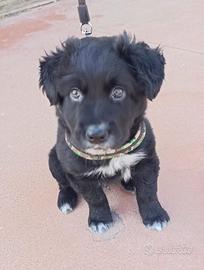 Splendido cucciolo 2 mesi taglia medio grande