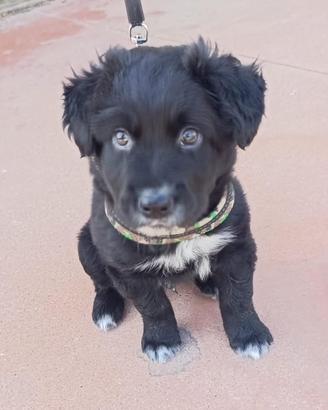 Splendido cucciolo 2 mesi taglia medio grande