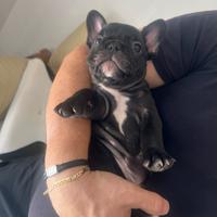 Cucciolo bulldog francese