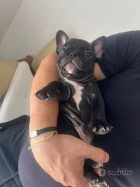 Cucciolo bulldog francese