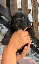 Cuccioli Cocker