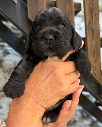 Cuccioli Cocker