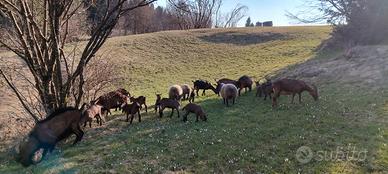 Capretti camosciata delle alpi