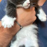 Cuccioli Maine Coon con Pedigree - Disponibili