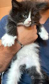 Cuccioli Maine Coon con Pedigree - Disponibili
