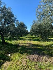 Oliveto secolare Barletta