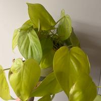 Philodendron lemon lime