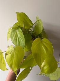 Philodendron lemon lime