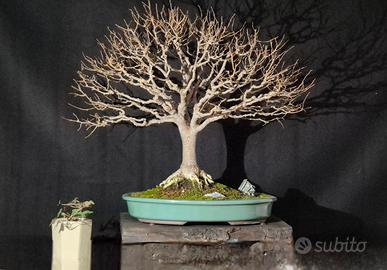 Bonsai Zelcova Serrata