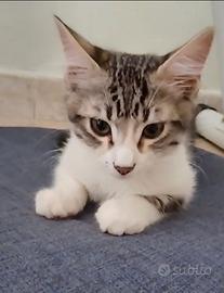 Gattini