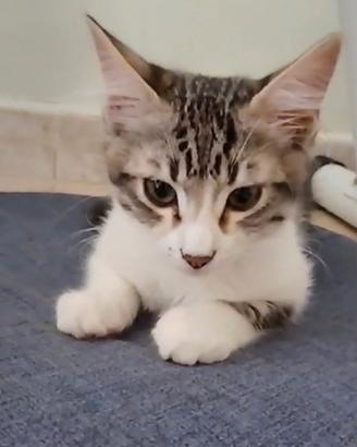 Gattini