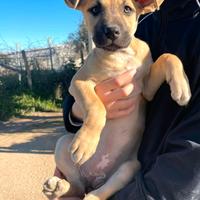 Cuccioli stupendi meticci