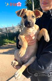 Cuccioli stupendi meticci