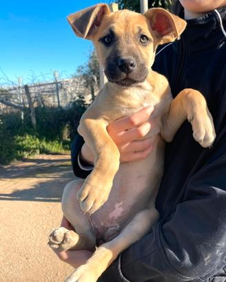 Cuccioli stupendi meticci