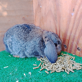 Coniglietti nani Ariete disponibili