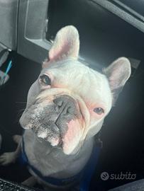 Bulldog francese