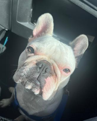 Bulldog francese