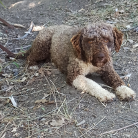 Lagotto Romagnolo