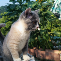 Cuccioli British shorthair con pedigree