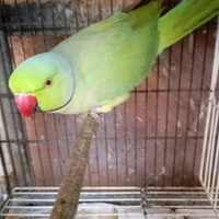 Parrocchetto dal collare