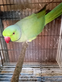 Parrocchetto dal collare