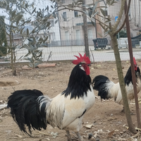 Galli ornamentali