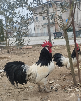 Galli ornamentali