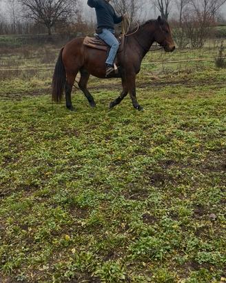 Cavallo del Catria