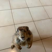 Cane della prateria femmina 1 anno