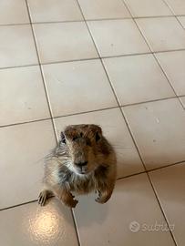 Cane della prateria femmina 1 anno