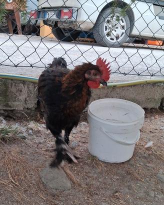 Gallo marans