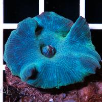 Discosoma Blue Cobalt