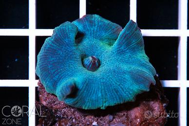 Discosoma Blue Cobalt